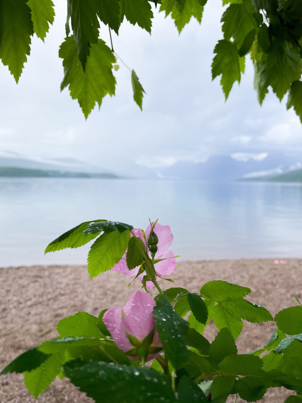 Evening in Glacier Natl Park and Whitefish,&nbsp;Montana